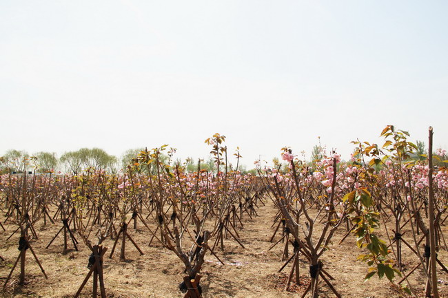 AG8�콢����(�й�)����